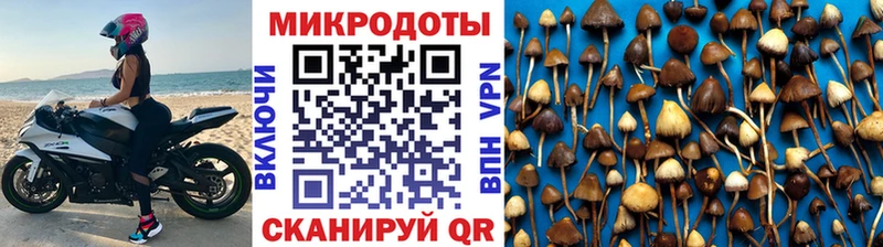 где можно купить   Камызяк  Галлюциногенные грибы Cubensis 
